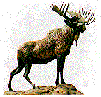 Moose left